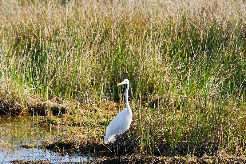 20090220_160944 D3 (1) P1 5100x3400 srgb.jpg - Loxahatchee National Wildlife Preserve